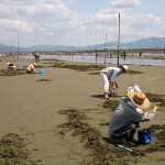 出水のマテ貝採り